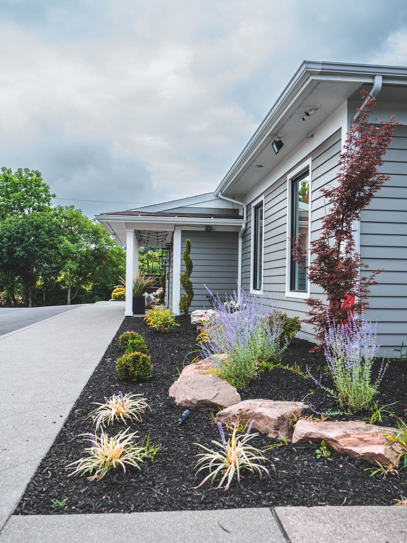 Front yard landscape bed planted with Russian sage