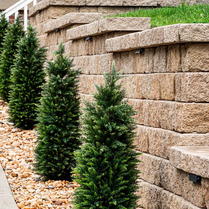 Row of columnar evergreens planted along a segmental block retaining wall